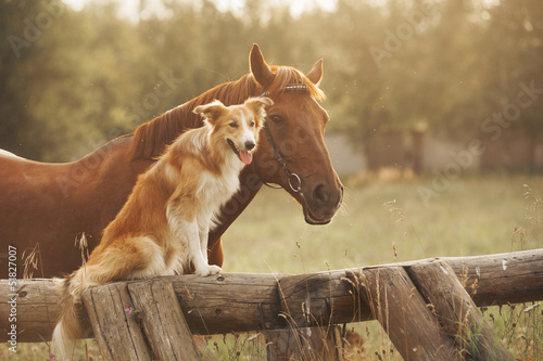 Red border collie dog and horse © ksuksa