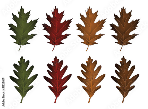 Oak Leaves-Black Oak and White Oak