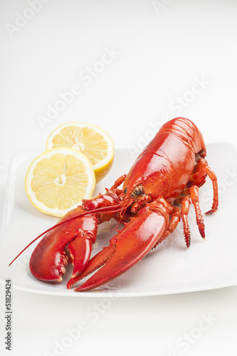 Raw lobster isolated