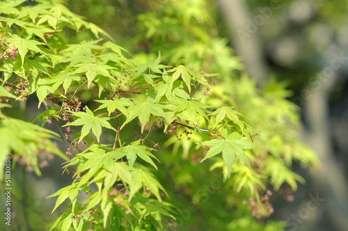 Green Maple leaves in the Lion Grove Garden  Suzhou  China