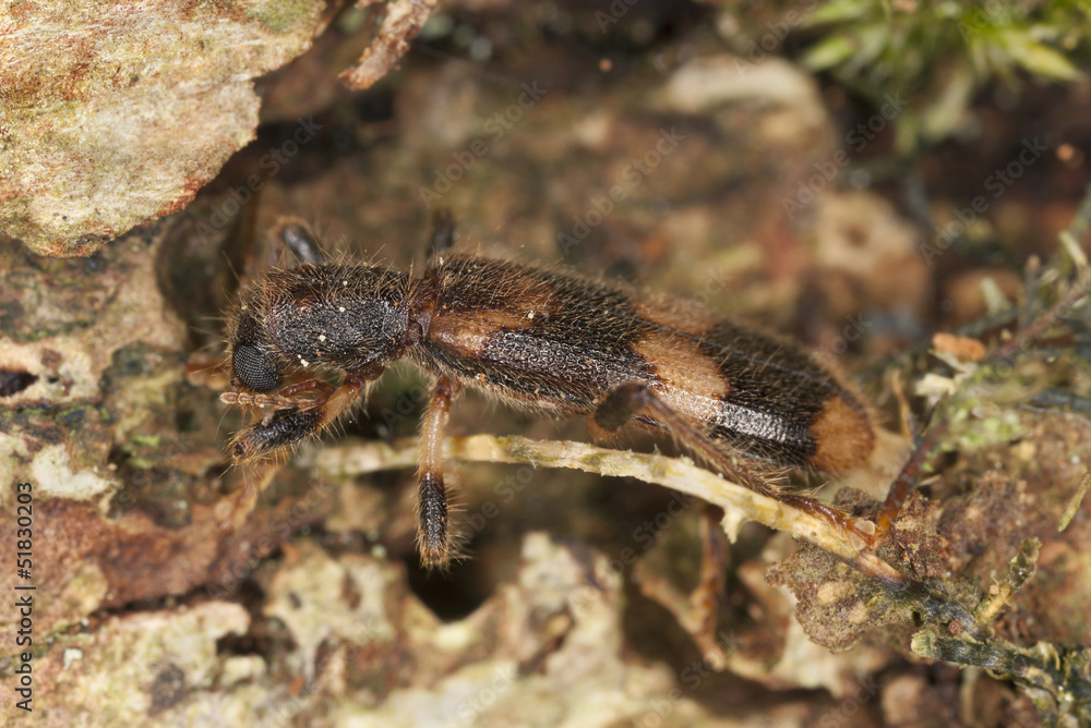Opilio mollis on oak wood, extreme close-up Opilio mollis on oak wood, extreme close-up