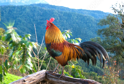 Rooster in morning time