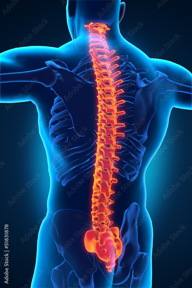 Human Male Spine Anatomy Stock Illustration Biology Diagrams