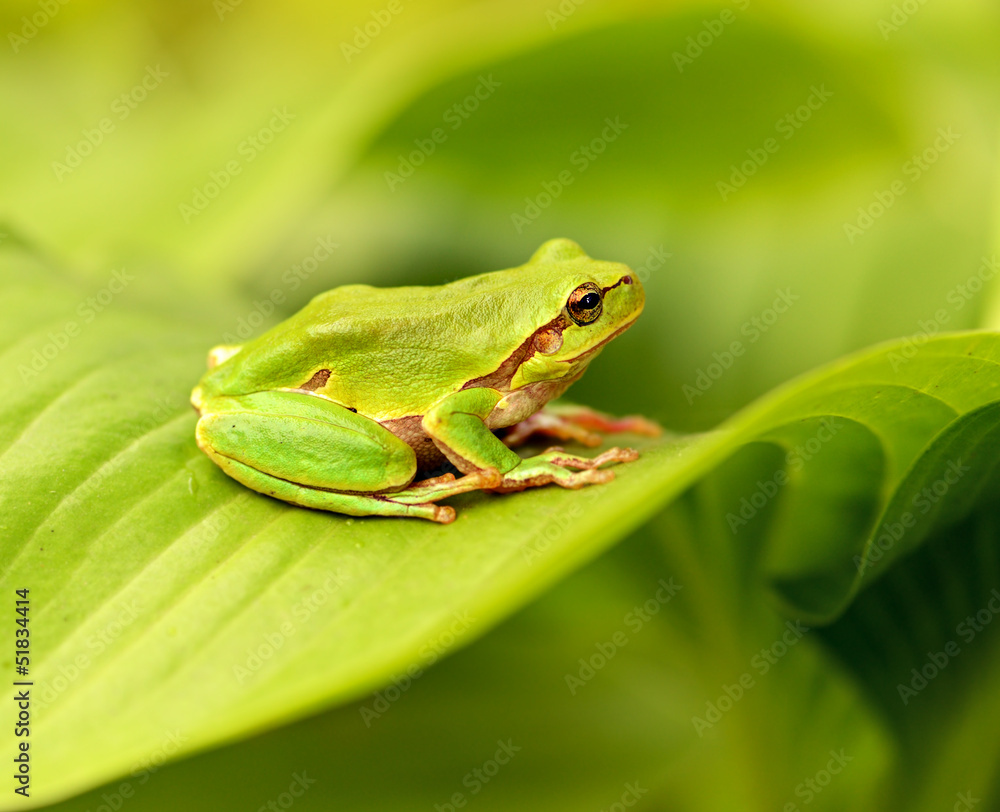 Frog