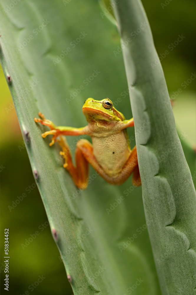 Fototapeta premium Frog