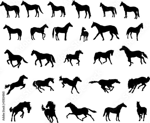 Horses
