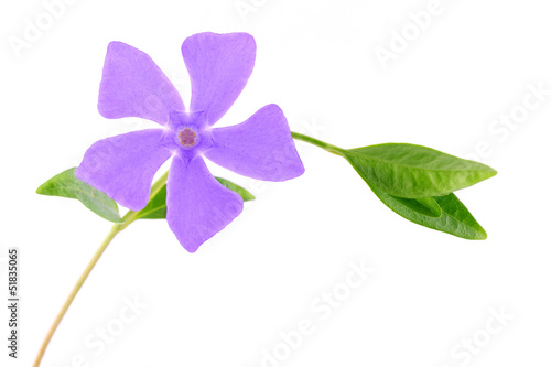 Beautiful purple wildflower isolated on a white background