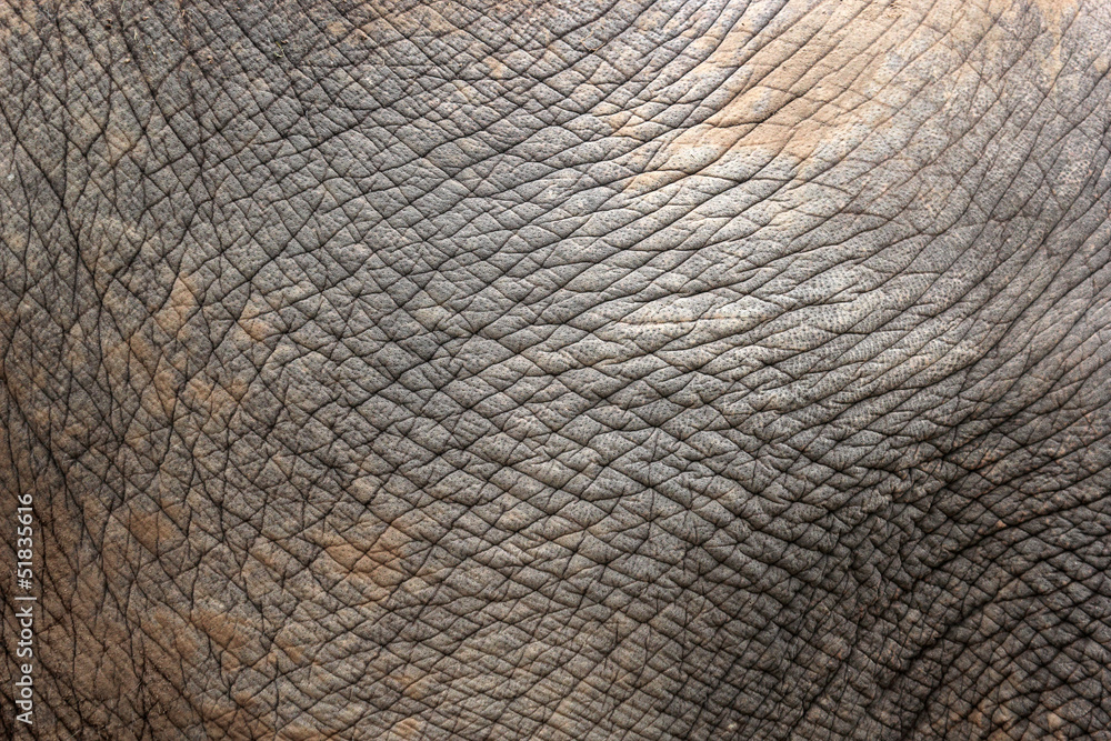 Naklejka premium Closeup of elephant skin