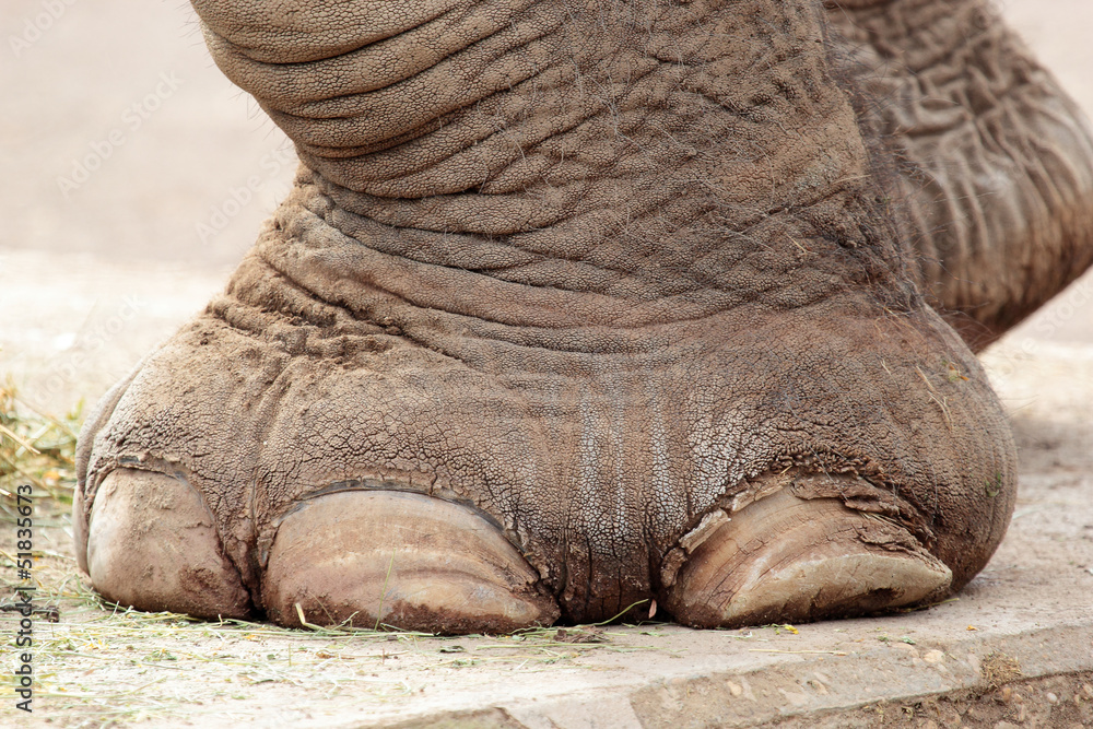 Naklejka premium Closeup of elephant foot