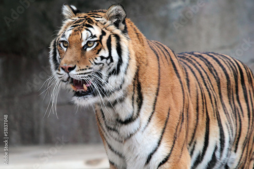 Siberian tiger  Panthera tigris altaica  standing