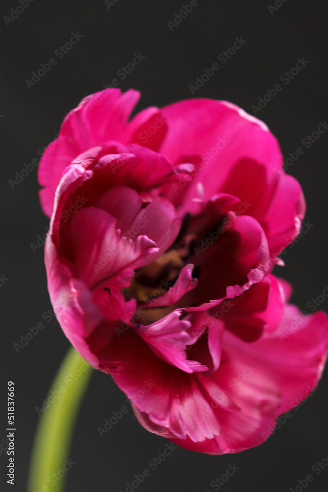 Obraz premium nice tulip