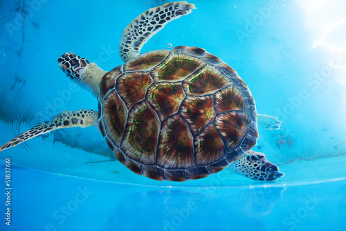 Adult turtle swims in pool of Sea Turtles Conservation Research