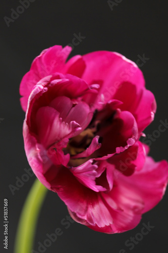 Fototapeta Naklejka Na Ścianę i Meble -  nice tulip