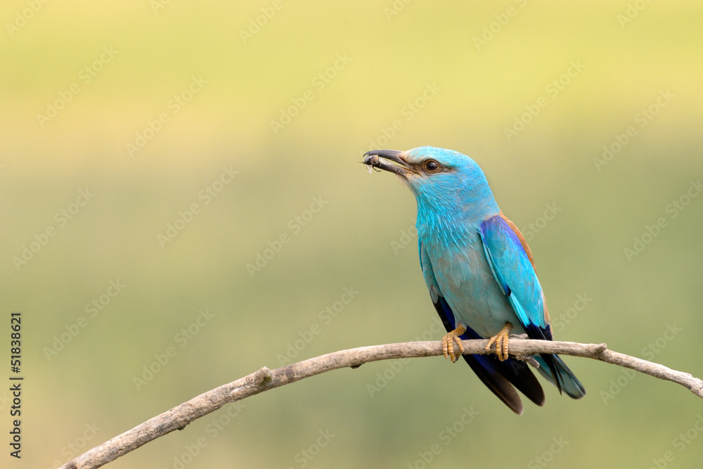 Eurasian roller with insect in his mouth Eurasian roller with insect in his mouth