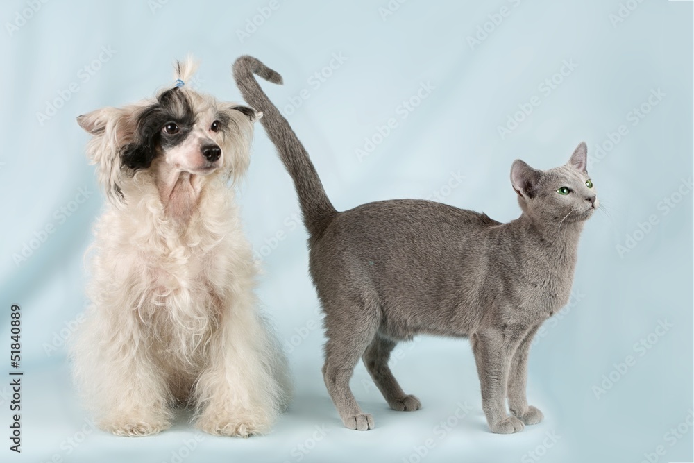 Cat and dog on a blue background Cat and dog on a blue background