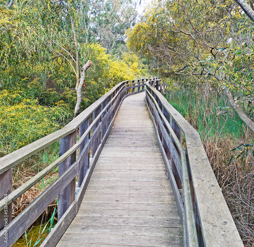 boardwalk and mimosa flowers