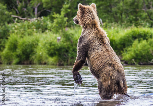 The brown bear fishes