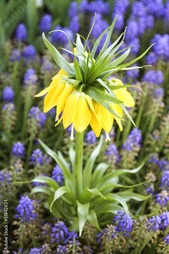 Fototapeta Naklejka Na Ścianę i Meble -  Fritillaria Imperialis (Crown Imperial Tulip)