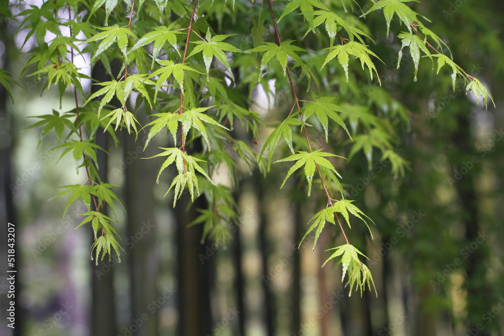 Obraz premium もみじ