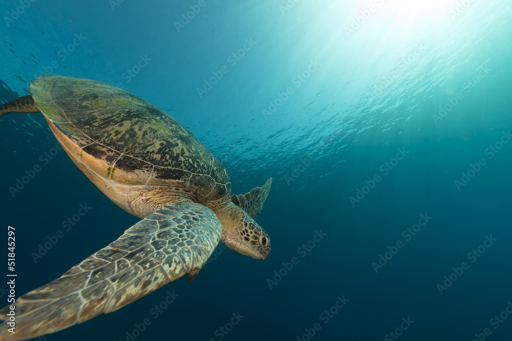 Fototapeta premium Female green turtle in the Red Sea.