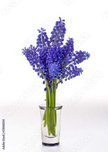 Spring Grape Hyacinth in a vase