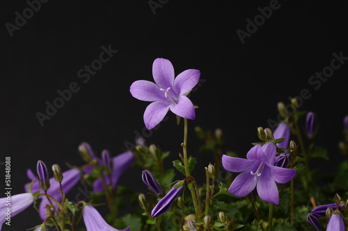 primer plano ramillete violetas
