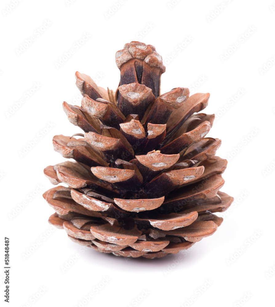 Pine cones isolated on white background Pine cones isolated on white background