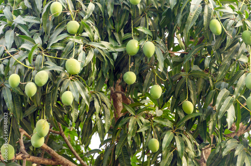 Mango Tree Closeup