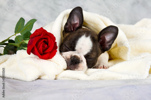 Boston terrier puppy lay downl © Alta Oosthuizen