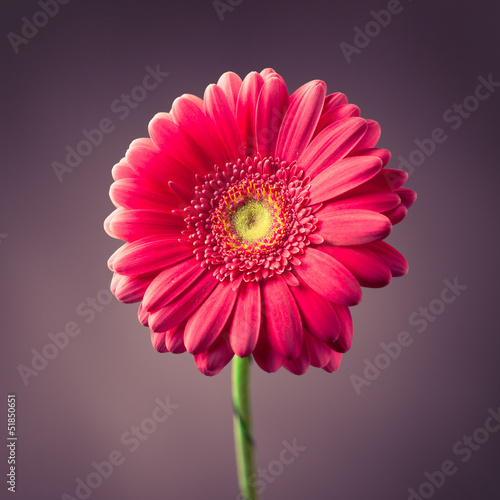 pink gerbera flower on purple background