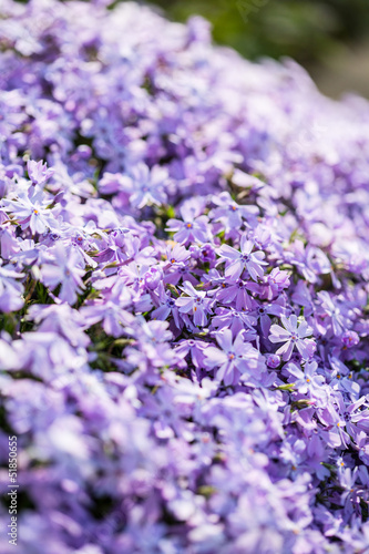 Field of Phlox