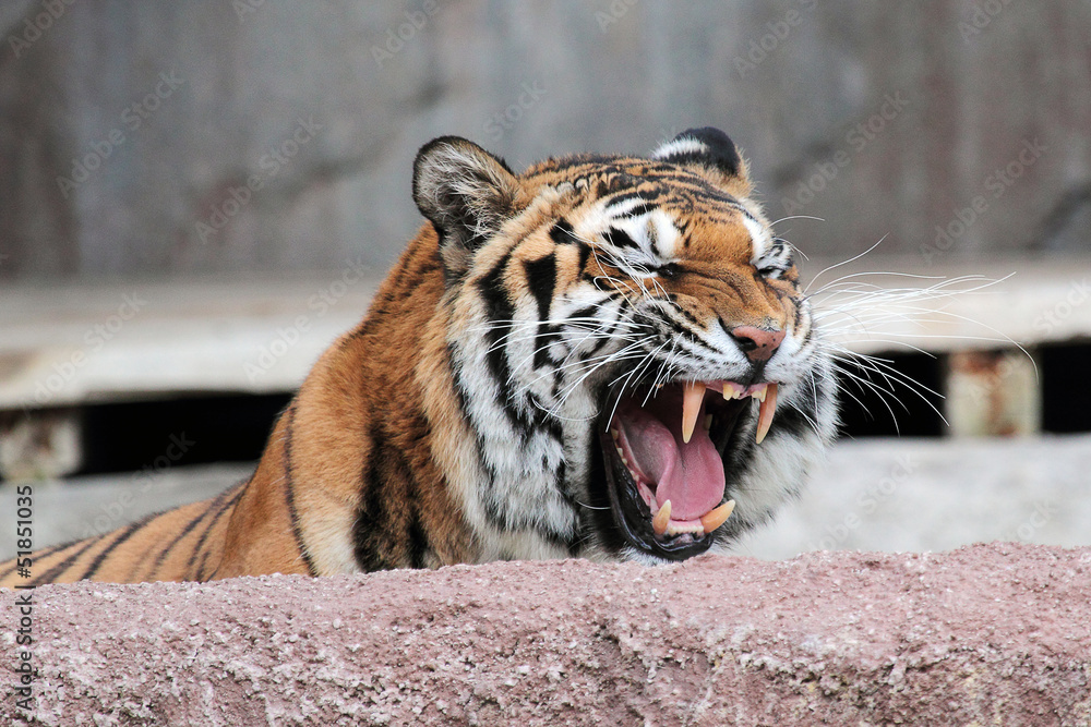 Fototapeta premium Siberian tiger (Panthera tigris altaica) showing teeth