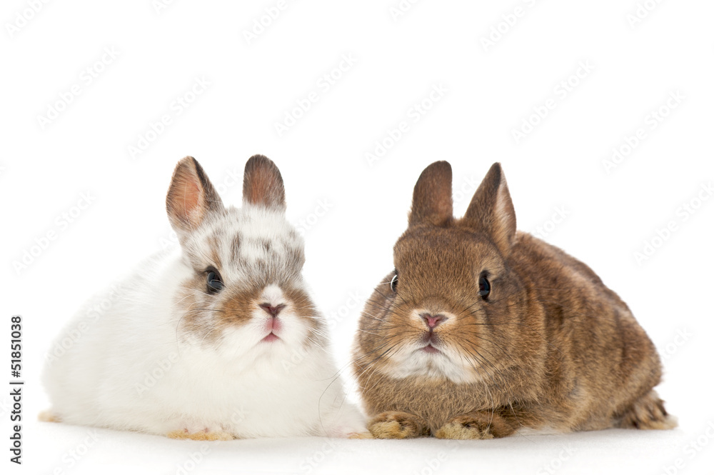Obraz premium portrait of baby rabbits with white background
