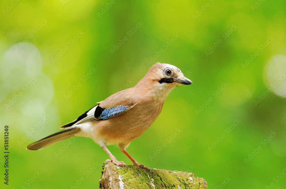 Obraz premium Geai des chênes