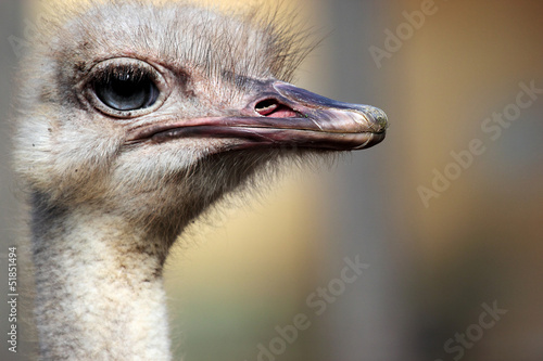 Head of an ostrich (Struthio camelus)