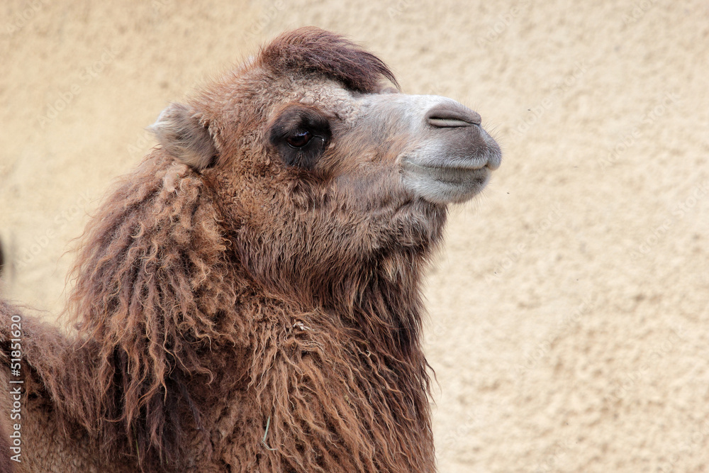 Head of a Camel (Camelus bactrianus)