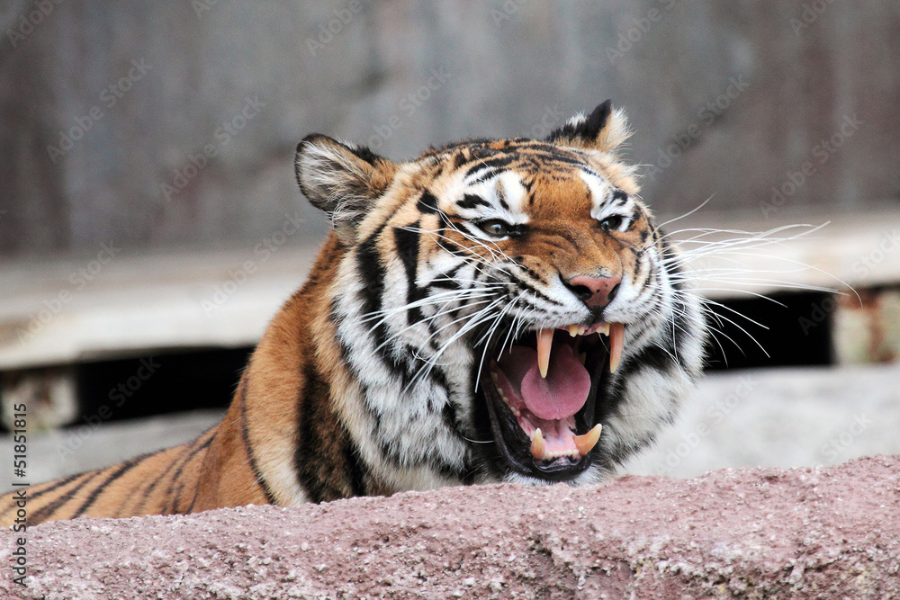 Fototapeta premium Siberian tiger (Panthera tigris altaica) showing teeth