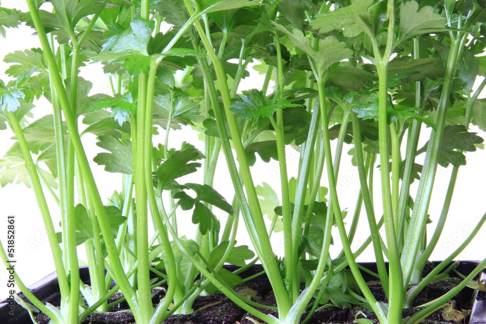 Fototapeta premium Sellerie Setzlinge