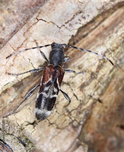 Rufous-shouldered longhorn beetle, Anaglyptus mysticus on hazle © Henrik Larsson