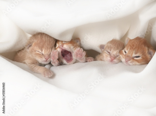 kitten