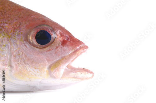 detail of head of red fish