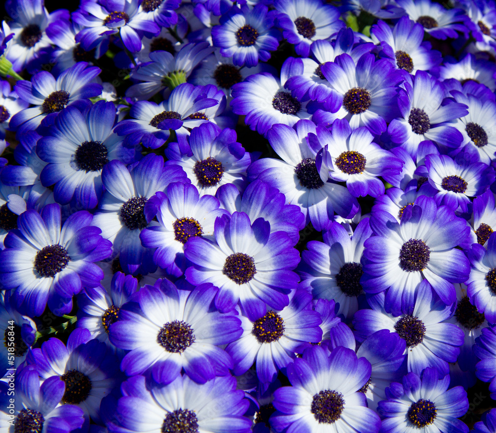 margherite viola background margherite viola background