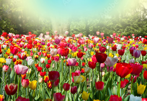tulipani photo