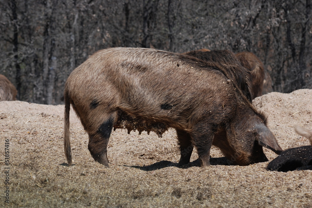 Fototapeta premium sanglier