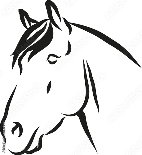 Horse vector illustration