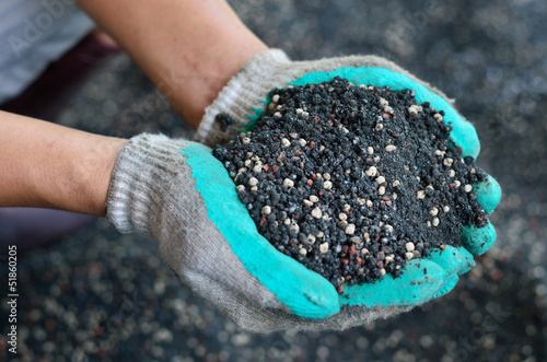 The mix of plant chemical fertilizer and manure on farmer hands. photo