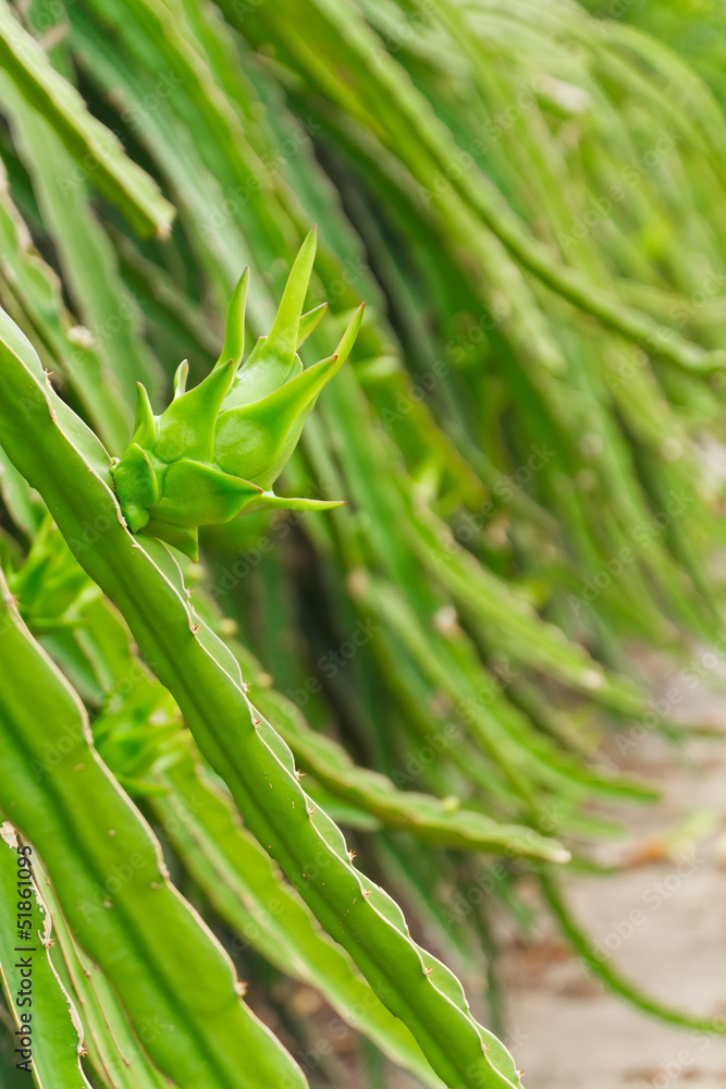 dragon fruit ( Hylocercus undatus (Haw) Brit. & dragon fruit ( Hylocercus undatus (Haw) Brit. &