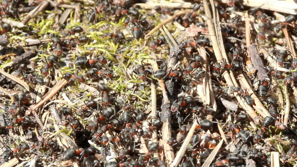 European red wood ant (Formica rufa) European red wood ant (Formica rufa)