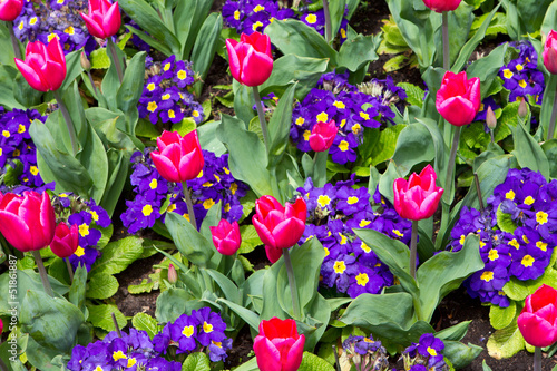 Fototapeta Naklejka Na Ścianę i Meble -  a variety of bright colourful spring flowers blloming in St Jame
