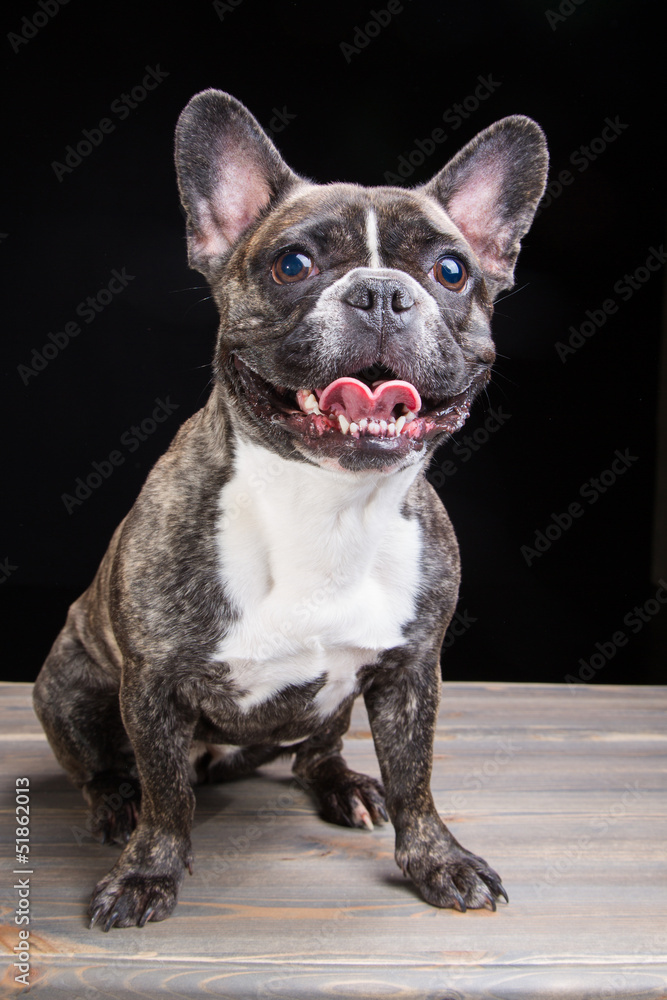 smiling French bulldog of tiger color on black